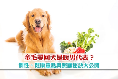 金毛尋回犬是暖男代表-金毛尋回犬的個性-健康重點與照顧秘訣大公開